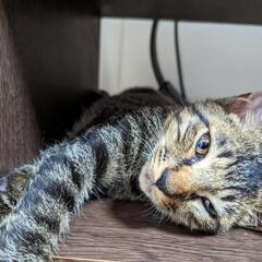 保護猫　🆘里親募集🆘