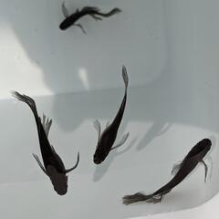 （決まりました）めだか　メダカ　卵12種　追記ありの画像
