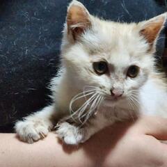 パステル茶白の男の子