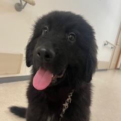 ニューファン子犬　里親さん募集中
