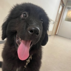 ニューファン子犬　里親さん募集中 - 豊橋市