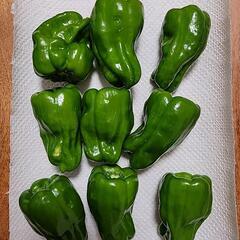【採れたて夏野菜】ピーマン食べませんか？【残り1名】