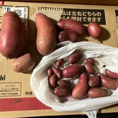 募集終了　紫色のじゃがいも