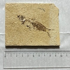 魚の化石 本物の画像
