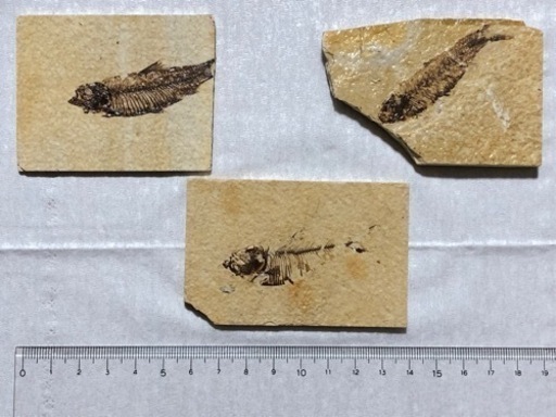 魚の化石 本物