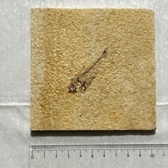 魚の化石 本物の画像