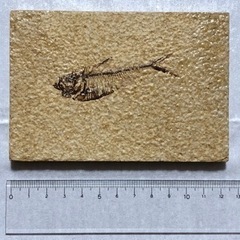 魚の化石 本物の画像