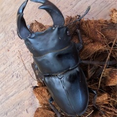 極太オオクワ4の画像