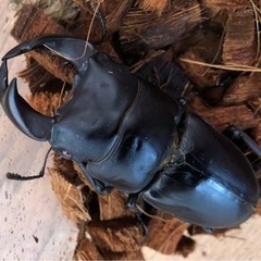 極太オオクワ4の画像