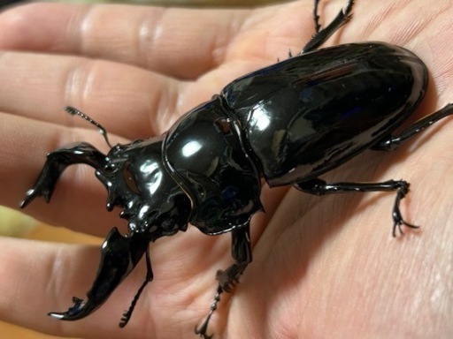 【完了】タランドゥスオオツヤクワガタ　ペア　♂82㍉♀53㍉