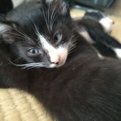 白黒子猫