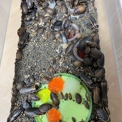 デュビア