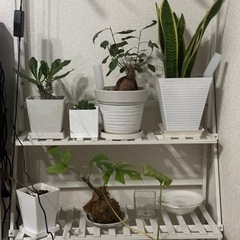 植物、観葉植物の棚