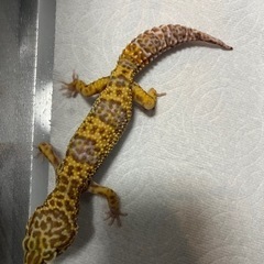爬虫類レオパ