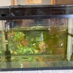 ブルーグラスグッピー、幅60cm水槽、上部濾過器をセット。の画像