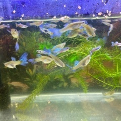 ブルーグラスグッピー、幅60cm水槽、上部濾過器をセット。の画像