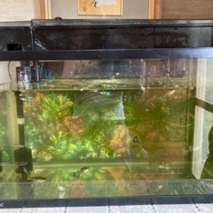 ブルーグラスグッピー、幅60cm水槽、上部濾過器をセット。の画像