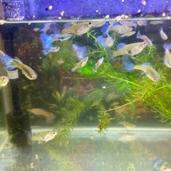 ブルーグラスグッピー、幅60cm水槽、上部濾過器をセット。の画像