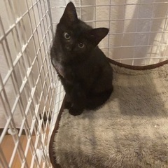 子猫ちゃん里親募集