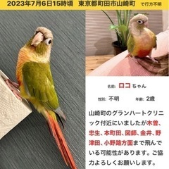 迷子 鳥 インコ 町田市 ウロコインコ 迷い鳥