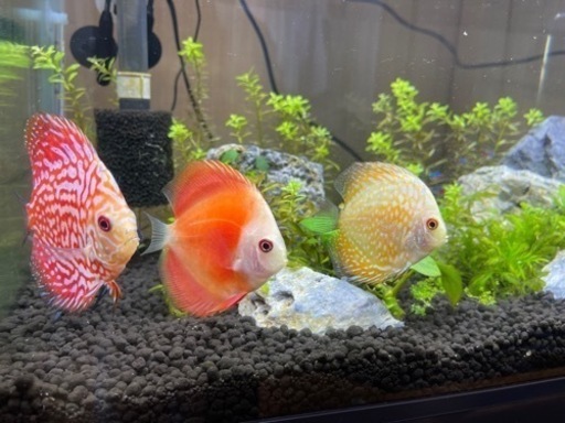熱帯魚　ディスカス　4匹
