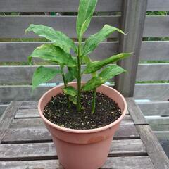 ミョウガ　茗荷　苗　鉢植えの画像