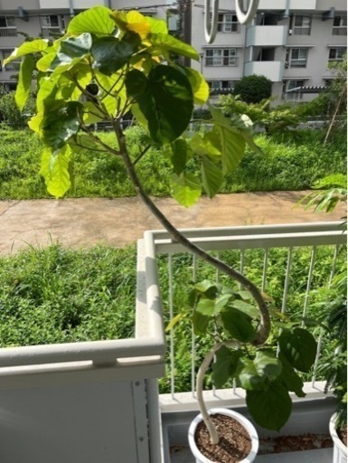 大型観葉植物　ウンベラータ　約2m  10号鉢