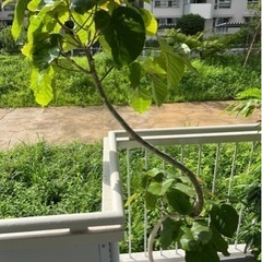 大型観葉植物　ウンベラータ　約2m  10号鉢