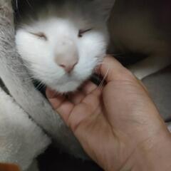 譲渡決定　尻尾だけ黒い、白猫ちゃん里親募集 - 猫