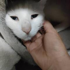 譲渡決定　尻尾だけ黒い、白猫ちゃん里親募集 − 長野県