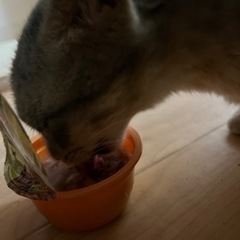 梅ちゃん無事捕獲しました😭😭😭