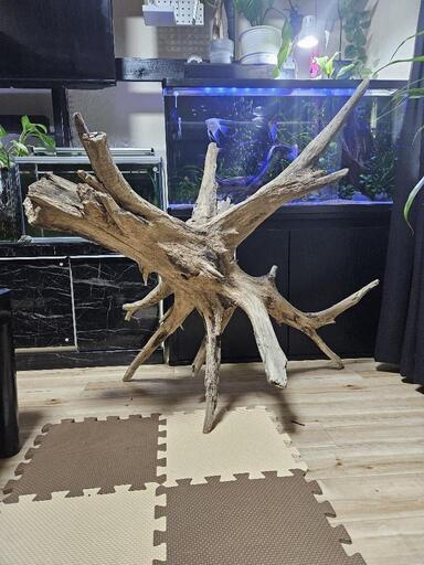 特大 メートル超え 根流木