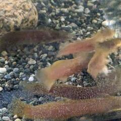 アカザ 4〜6cm程度 1匹です