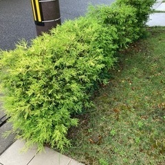 フィリフェラオーレア  庭木　