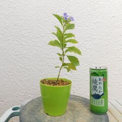 紫の花レンギョウ