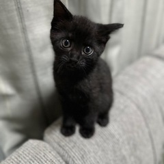 黒猫の男の子