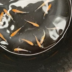 【値下げ】デーンモルフォ めだか ペア1000の画像