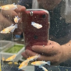 【値下げ】デーンモルフォ めだか ペア1000の画像