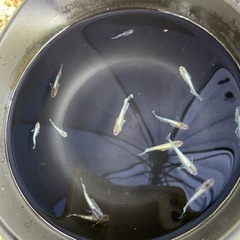 メダカ　レッドクリフダークタイプ　10匹