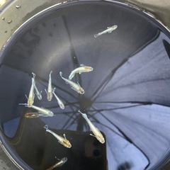 メダカ　レッドクリフダークタイプ　10匹の画像