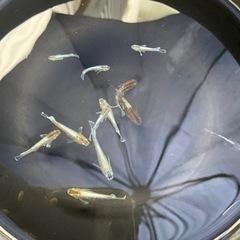 メダカ　レッドクリフダークタイプ　10匹の画像