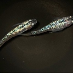 ★ペア6万円！静楽庵さん新品種★「令和オーロララメ幹之サファイア系WF」メダカの有精卵20個（15個+保証5個）の画像