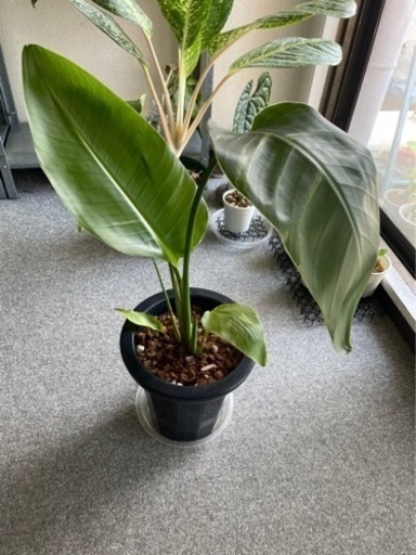 オーガスタ　斑入り　観葉植物　希少