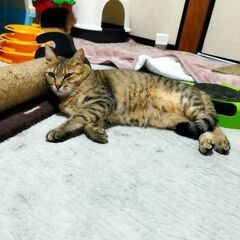 キジトラ♀人慣れしてます。譲渡が決まりました。 - 猫