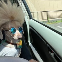犬とバイクでツーリング  クルーザー アメリカン 