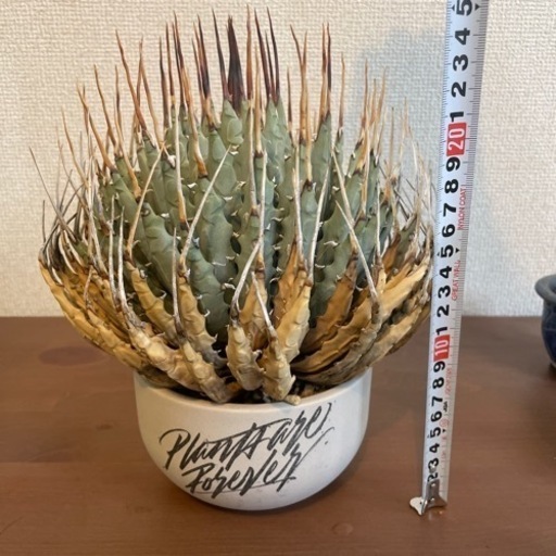 アガベ　エボリ