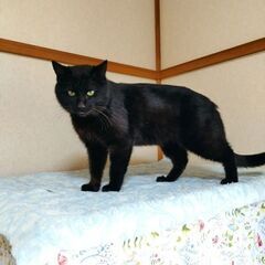 里親が決まりました - 猫