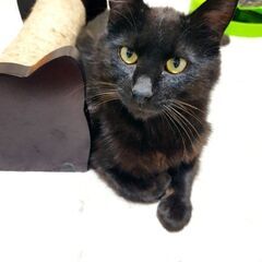 里親が決まりました − 長野県
