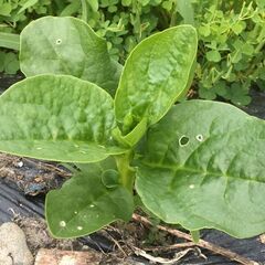 恩送りお野菜セット（7月）のご案内。お困りの方に無償で自然栽培の...