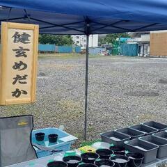 健玄めだか　即売会とめだかすくい開催中